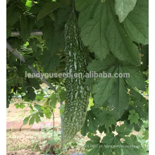 BG04 Cuizhu no.1 nova criação híbrido cabaço sementes sementes de melão amargo verde escuro